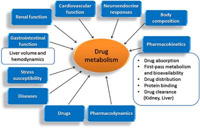 Age-related modifications in CYP-dependent drug metabolism: role of stress